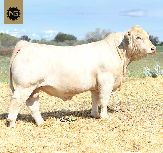 NextGen Cattle Beefmaster and Charolais Bull Semen for Sale