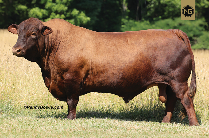 Beefmaster Bull Semen For Sale NextGen Cattle