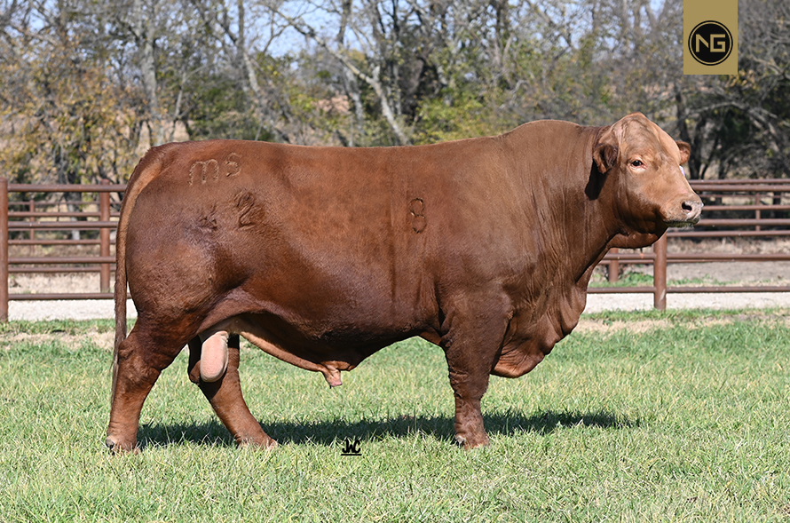 Beefmaster Bull Semen For Sale NextGen Cattle