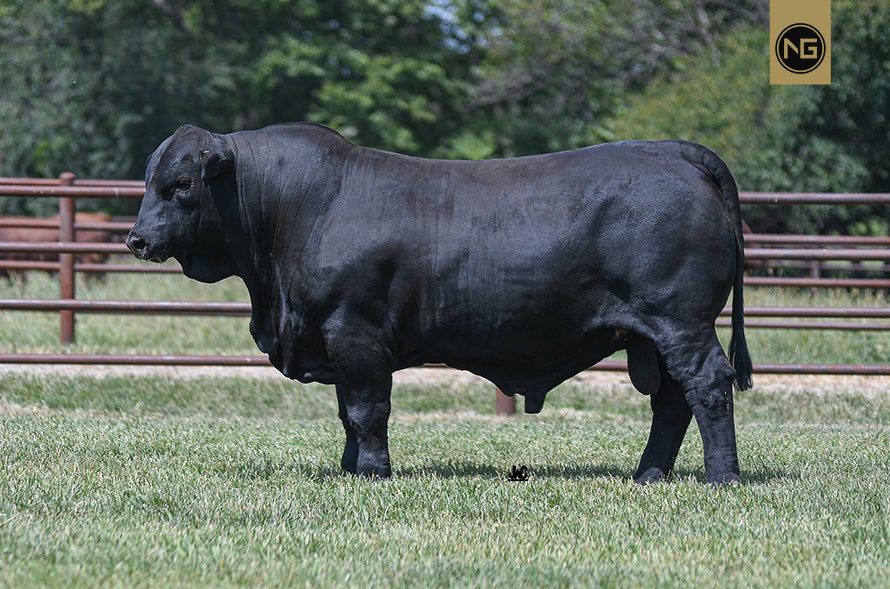 Beefmaster Bull Semen For Sale NextGen Cattle