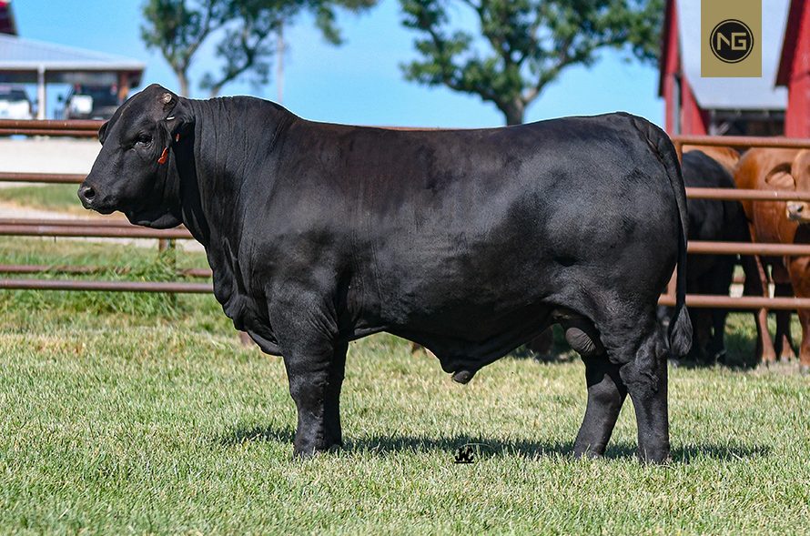 Beefmaster Bull Semen For Sale NextGen Cattle