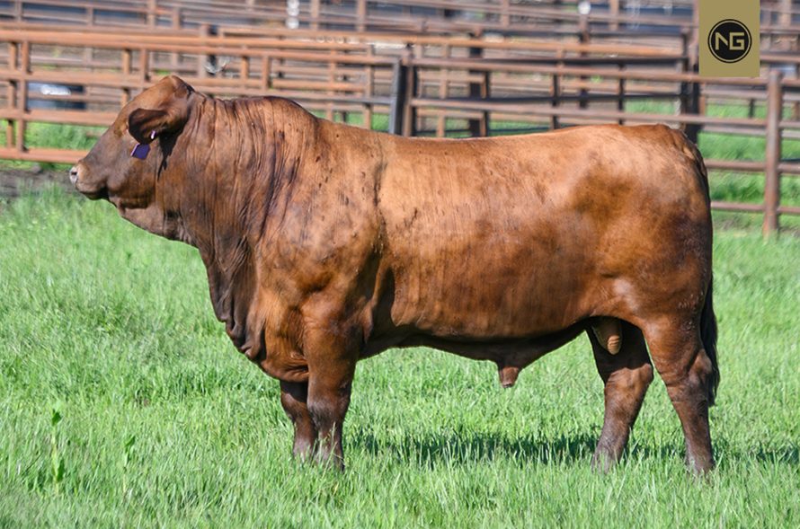 Beefmaster Bull Semen For Sale NextGen Cattle