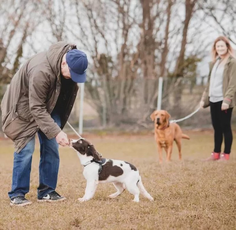 Dog Training Mansfield Nottinghamshire Next Level Dog Training