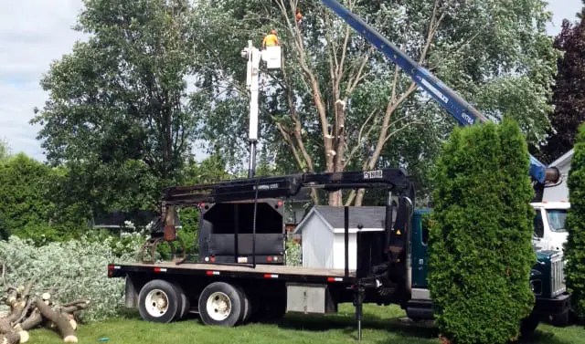 Tree Removal Next Level Tree Services