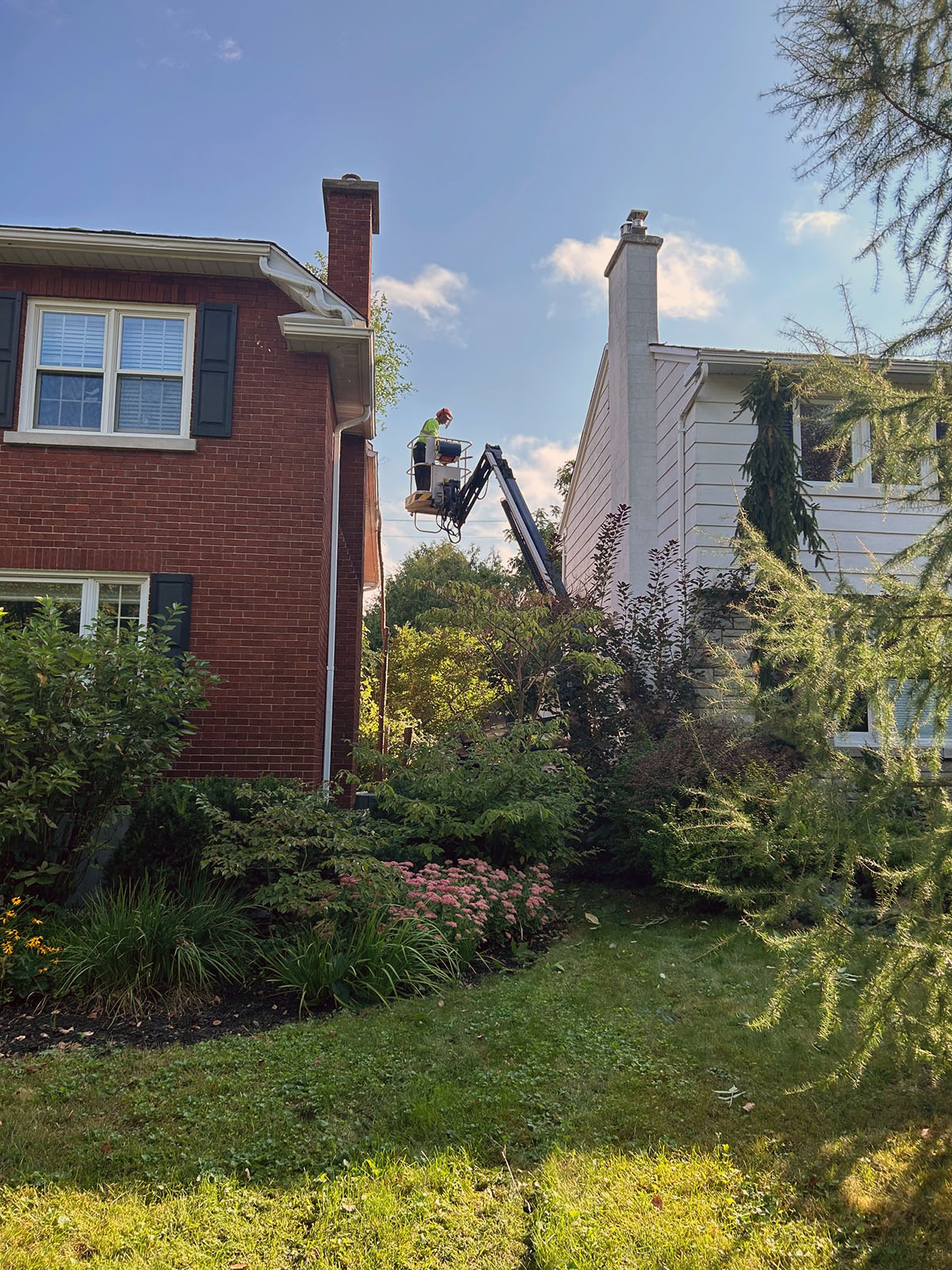 Tree Branch Removal Tree Limb Removal Next Level Tree Services