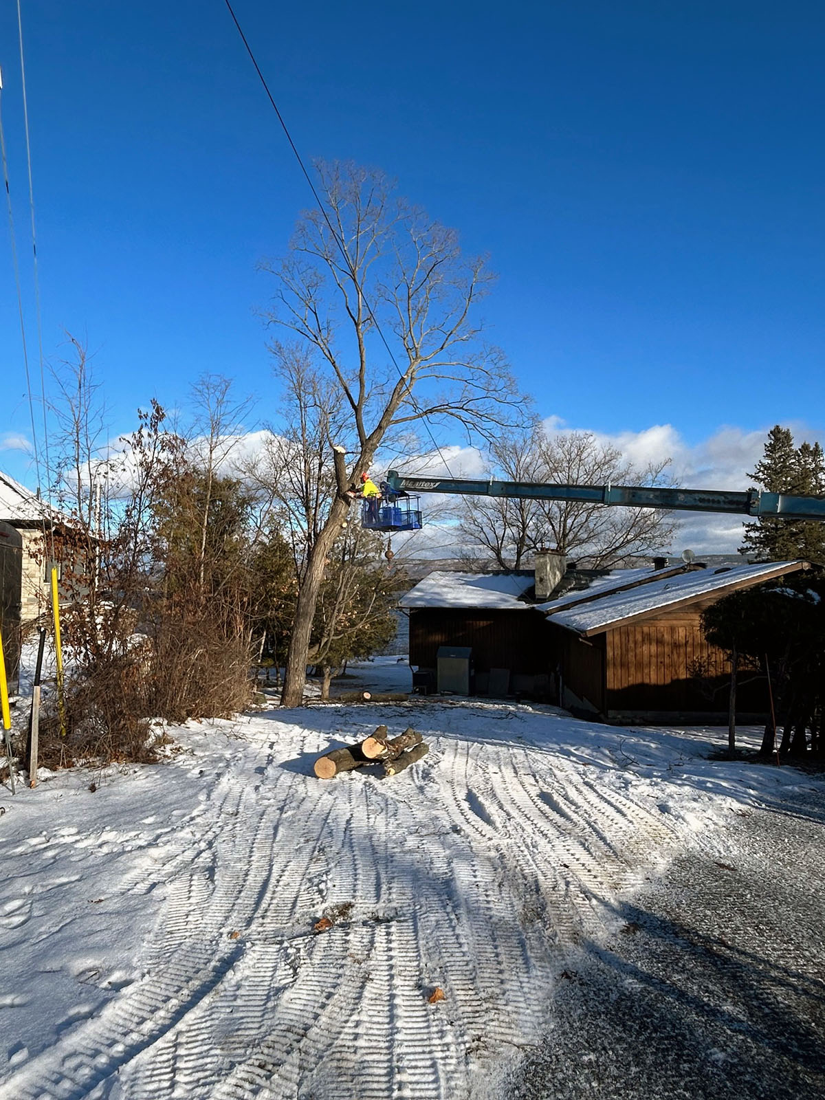 Tree Branch Removal Tree Limb Removal Next Level Tree Services
