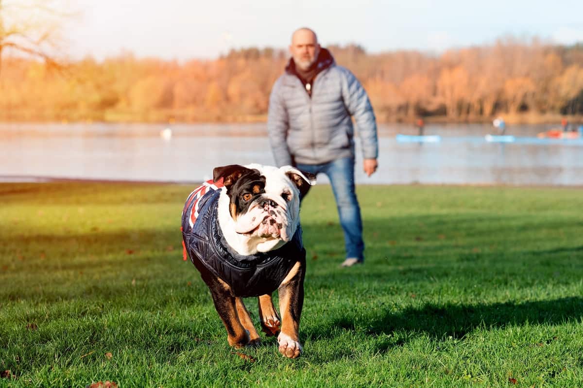 What Is The Least Smartest Dog Breed