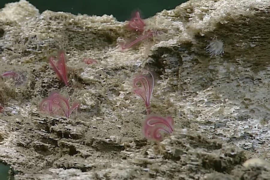 11 Strange Mariana Trench Creatures LaptrinhX / News