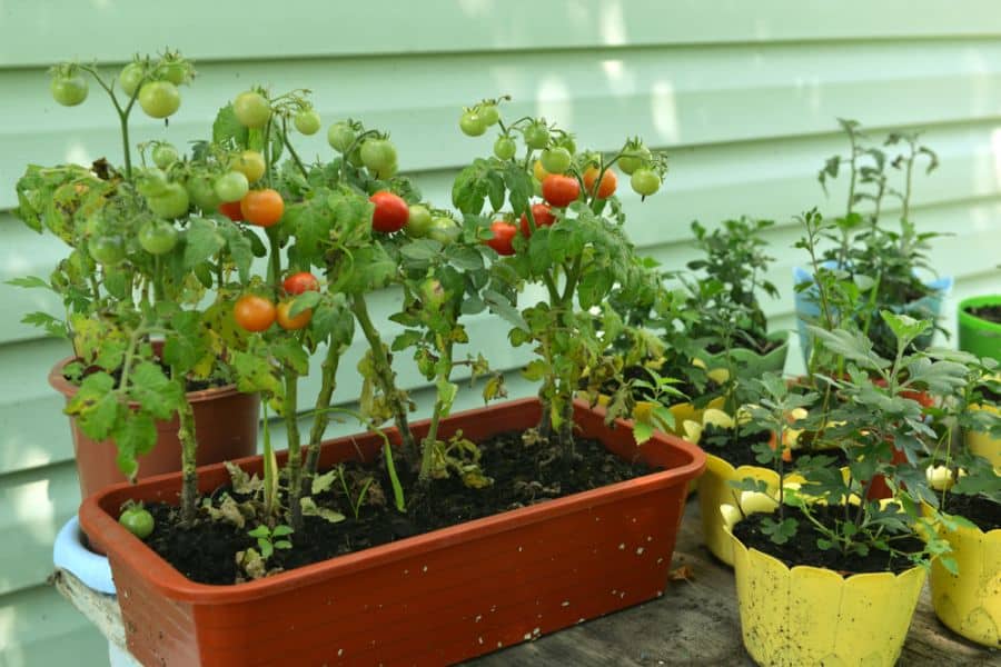 The Top 80 Vegetable Garden Ideas