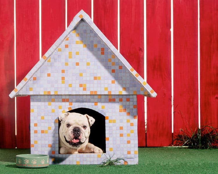 Coolest Dog House In The World