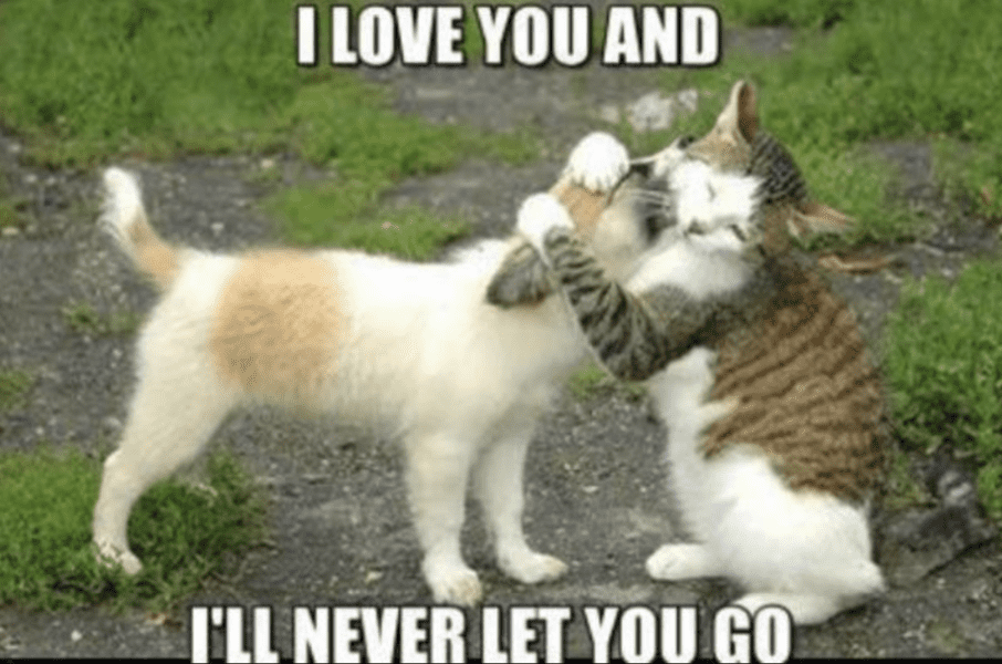 Cute Animal Memes About Love