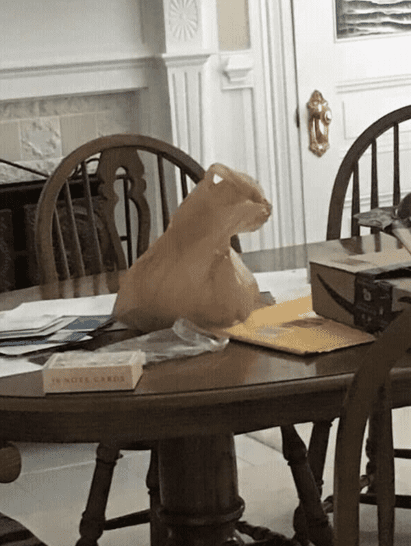 20 Weird Photos You Won't Believe Are Real Next Luxury