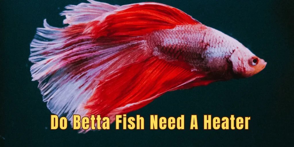 Do Betta Fish Need a Heater? Exploring Heating Requirements