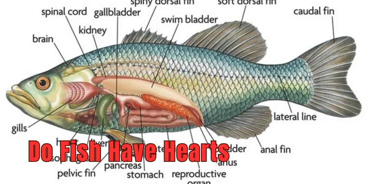 "Do Fish Have Hearts? Exploring the Circulatory System of Fish