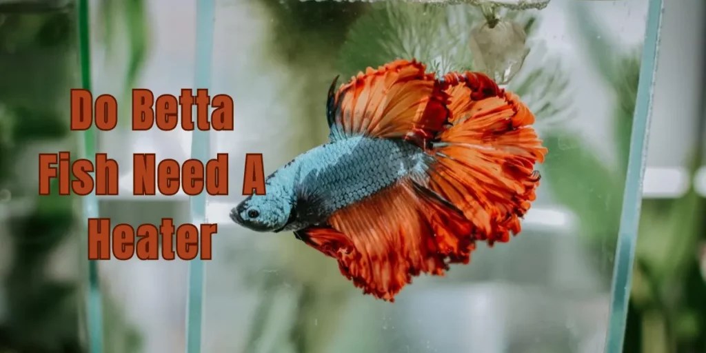 Do Betta Fish Need a Heater? Exploring Heating Requirements