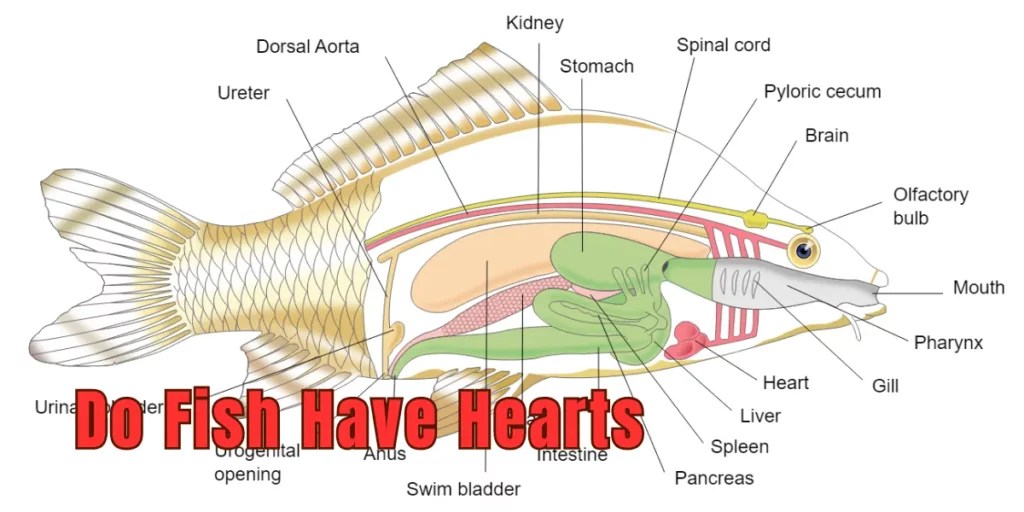 "Do Fish Have Hearts? Exploring the Circulatory System of Fish