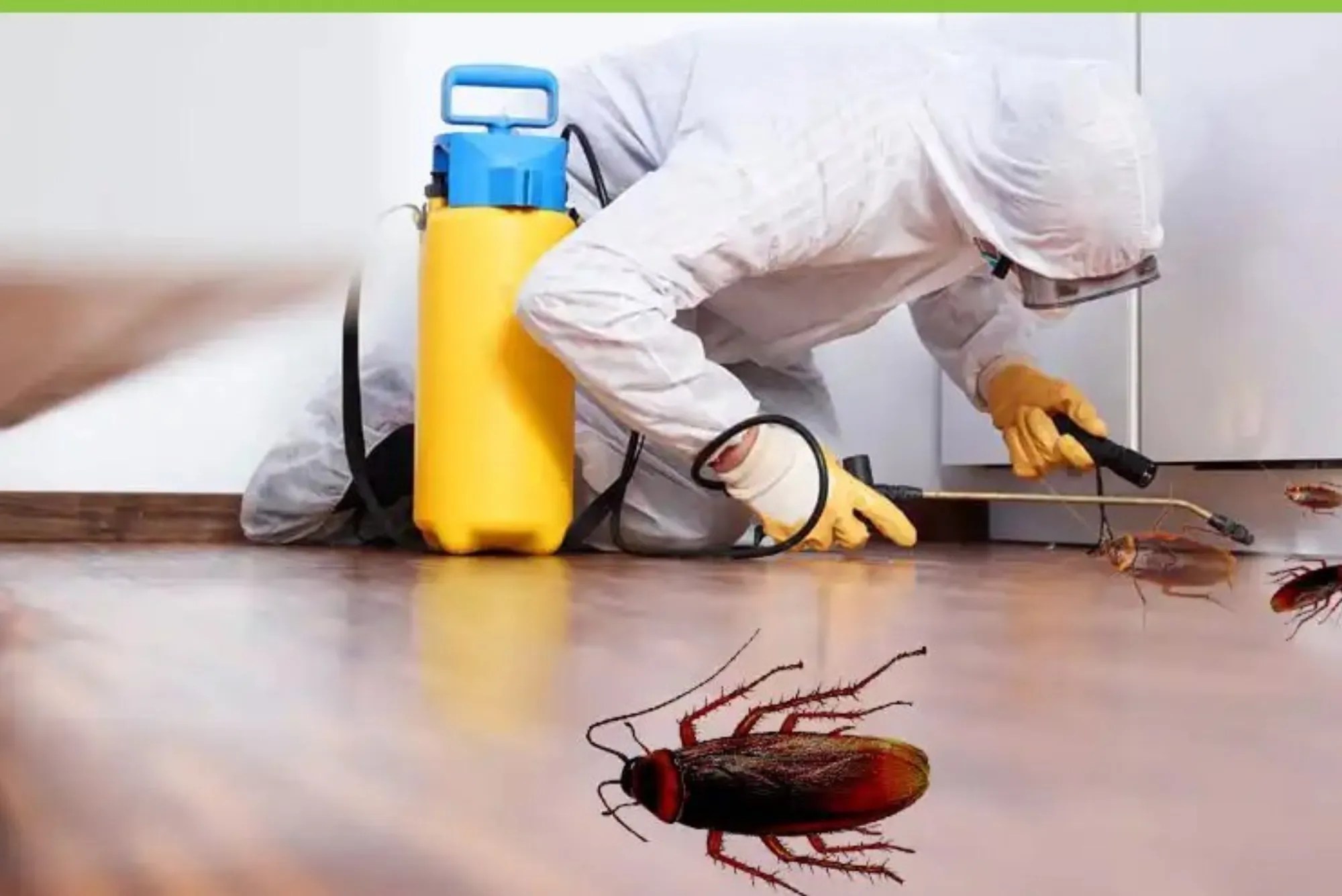 Do It Myself Pest Control in Dubai Buddy Cleaning