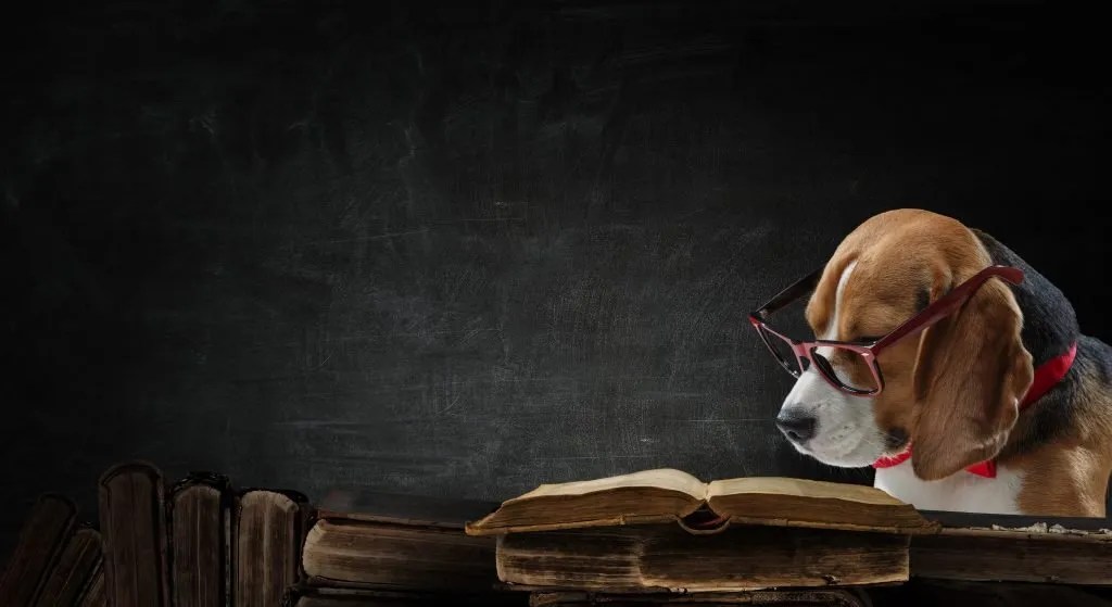 9 Best Reading Gadgets for Adults nextphaseparenting