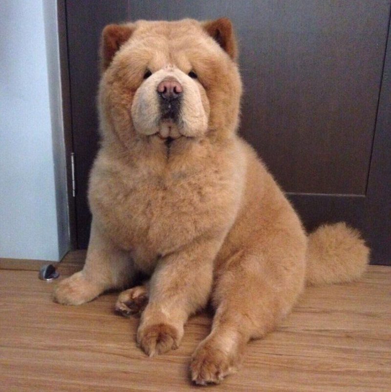 Chowder the Bear Dog is the Floofiest Floof To Have Ever Floofed And We