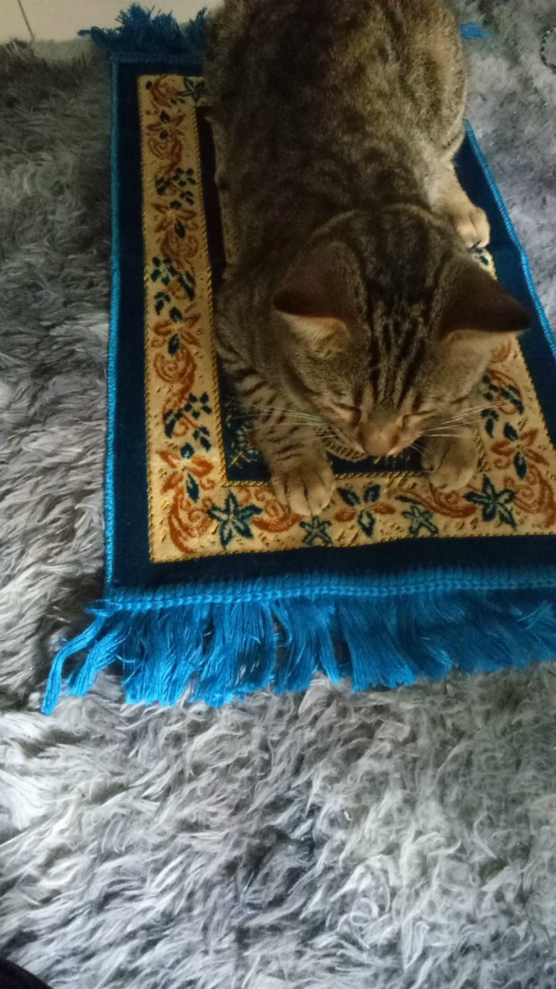 Malaysian Muslims Are Discovering Their Cats Really Love Their Own