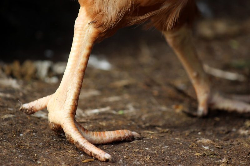 Why Chicken Feet is Extremely Good For You