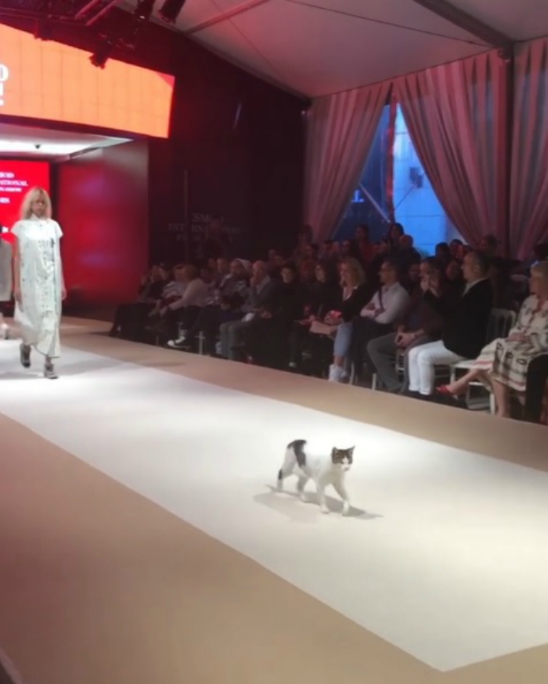 Stray Cat Steals the Catwalk From Models During Fashion Show in Turkey