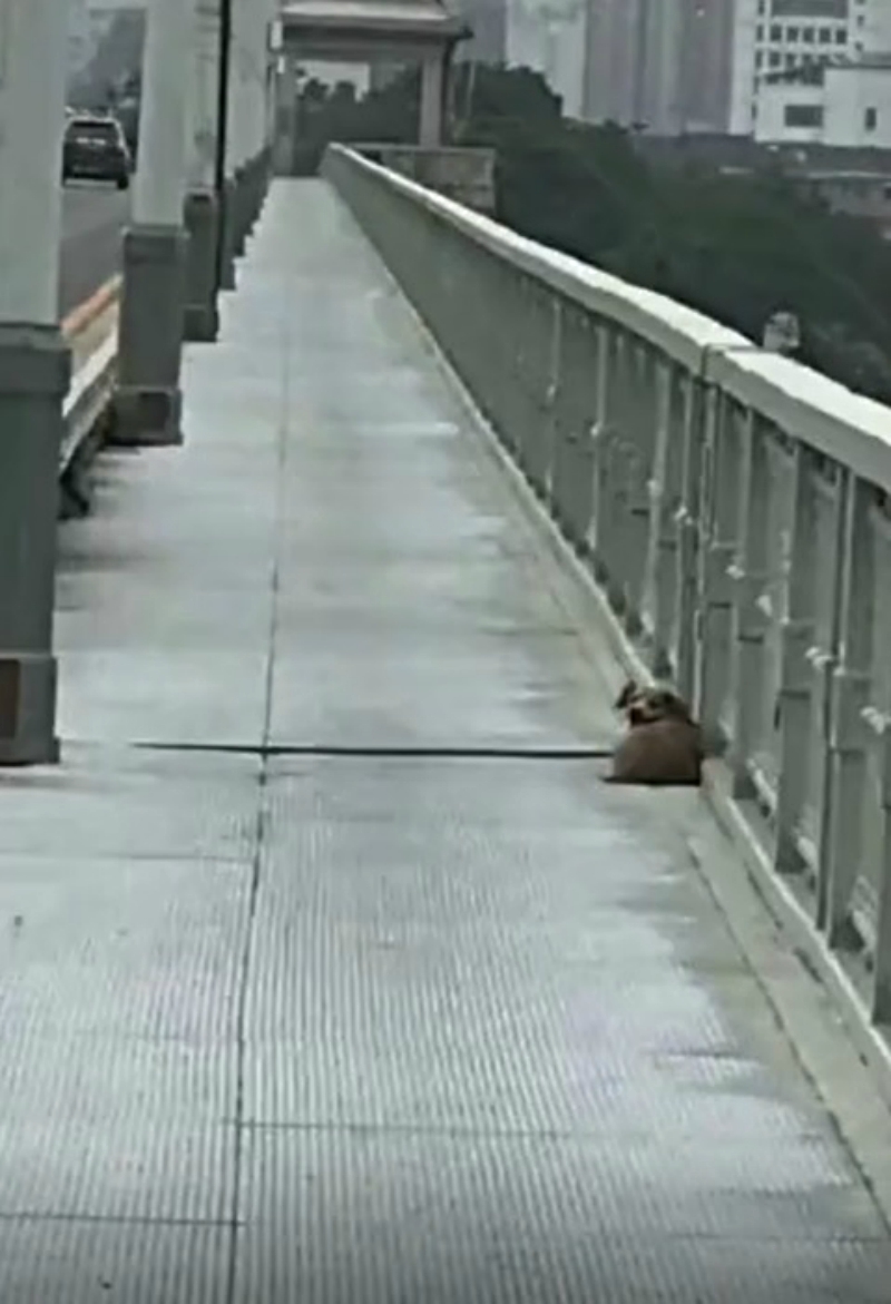 Dog Waits for 4 Days on a Bridge After Owner Jumps Off