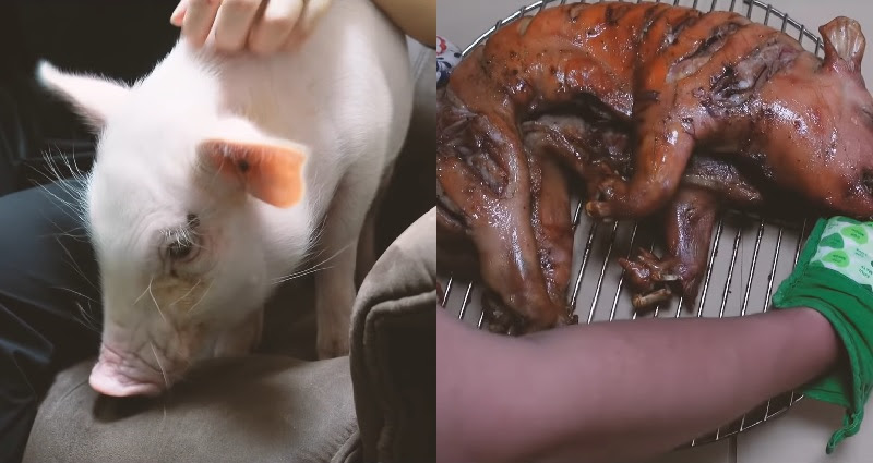 Japanese man punks the by 'eating' pet pig named Kalbi after