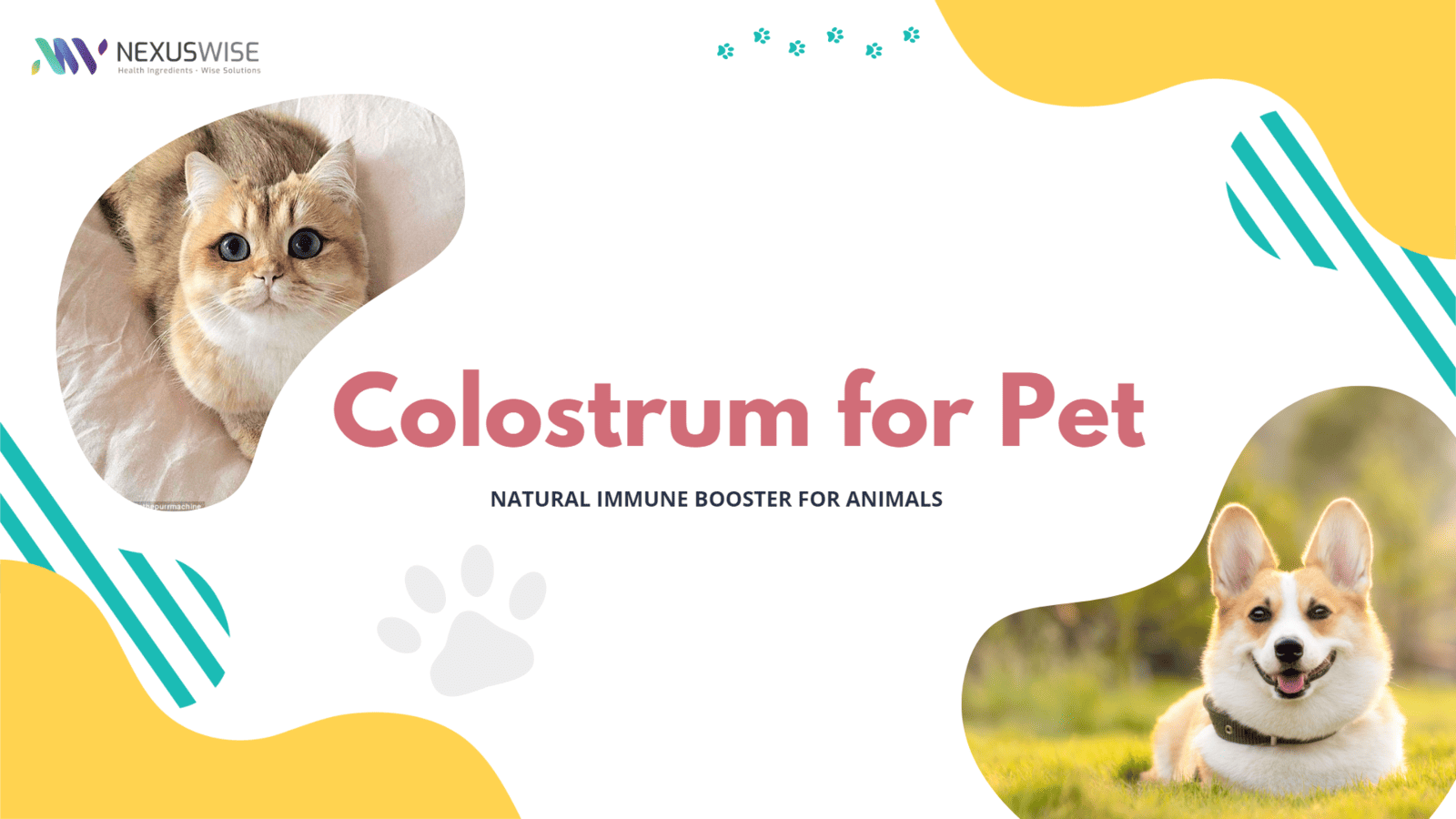 ColostrumOne™️ One Pet Food Perfect For All Pets Nexus Wise