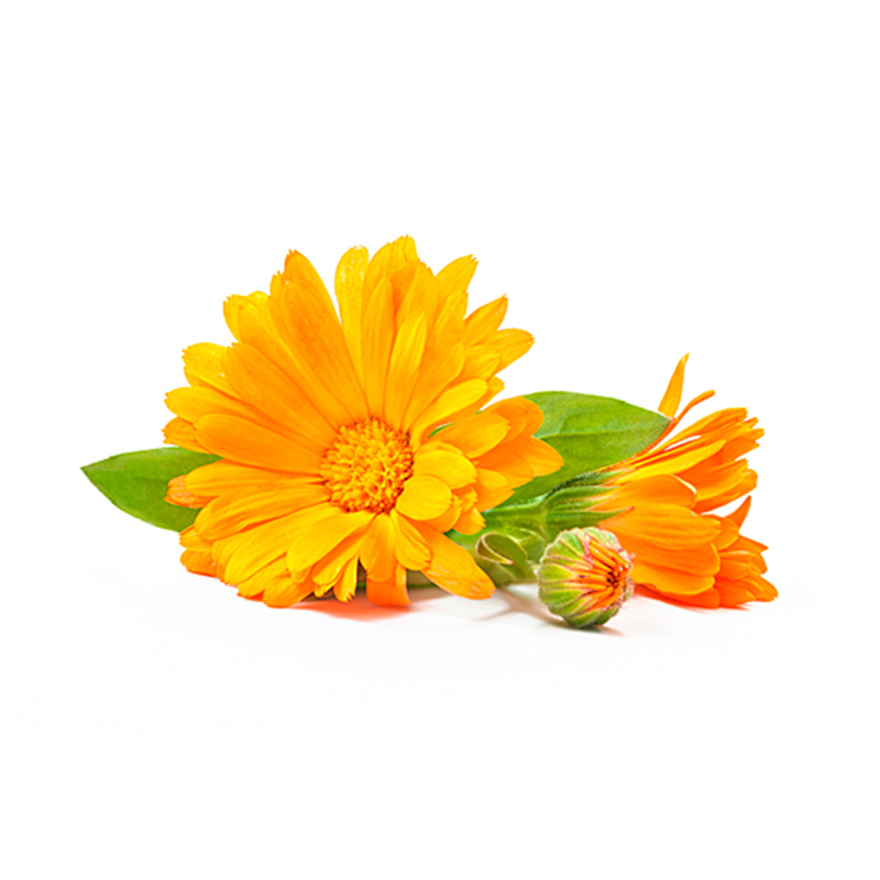 Details 300 imagen flores de calendula propiedades Abzlocal.mx