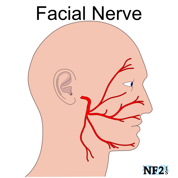 Spinal Cord and Vertebrae