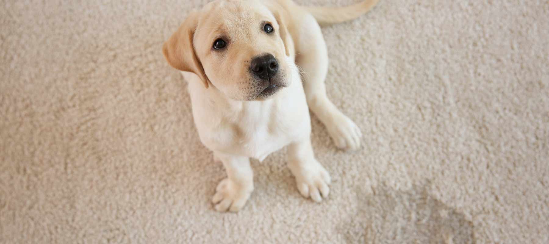 San Diego Carpet Cleaning N. F. Carpet Care