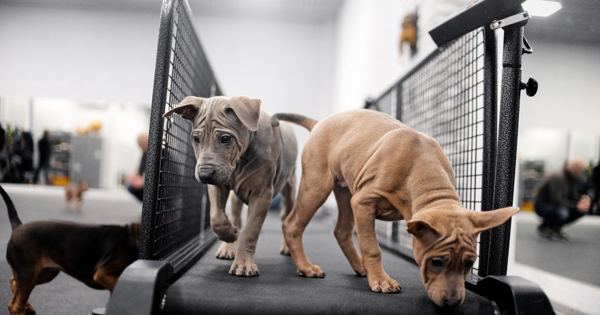 HUMANE SOCIETY OF WALDEN INC 2023 3 Challange