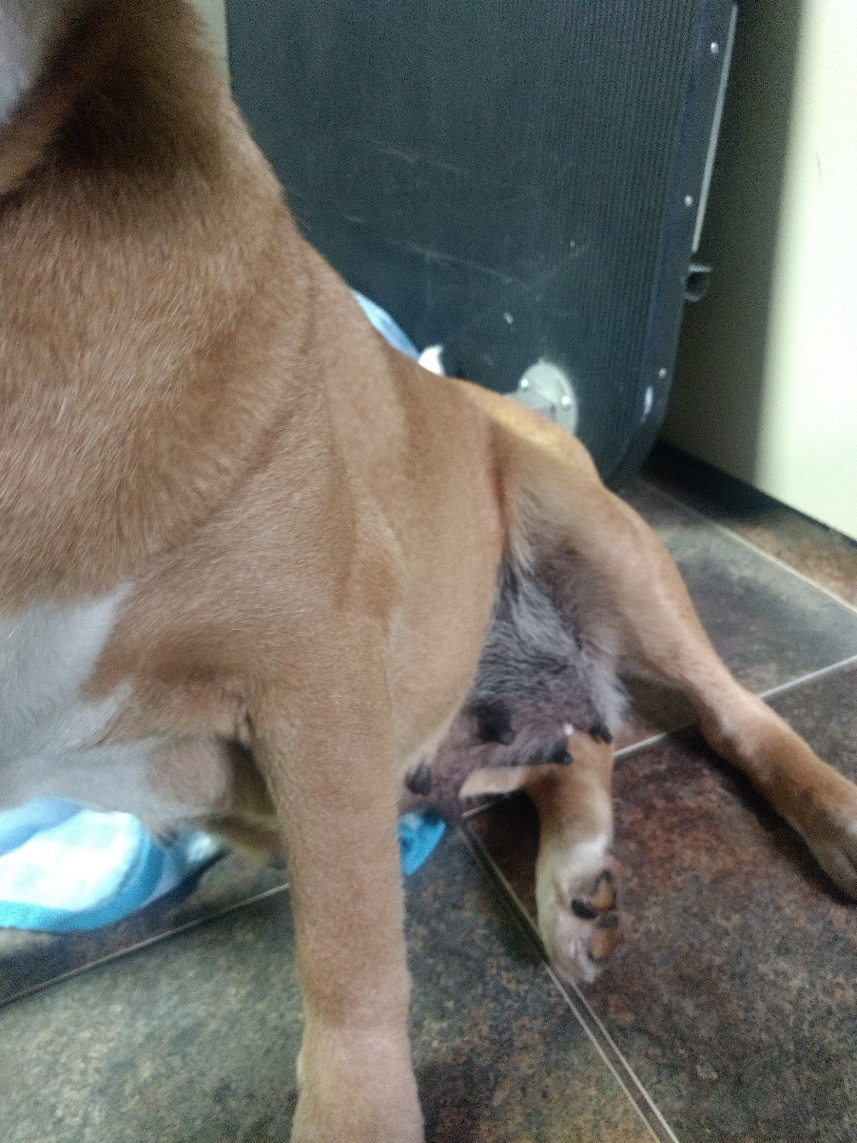 STAFFORD SPCA INC Fight like an Egg Roll!