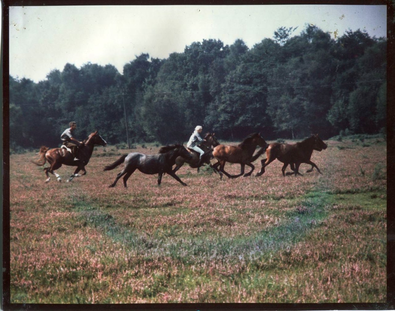 Drifting ponies on the New Forest New Forest Knowledge