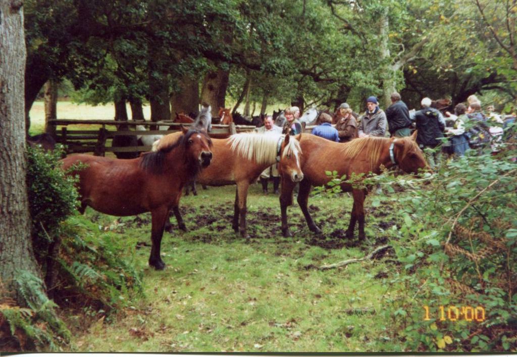 The pound at Ashurst drift New Forest Knowledge