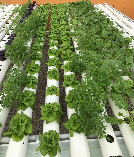 Suppliers, manufacturers & exporters of Hydroponic Grower Solutions