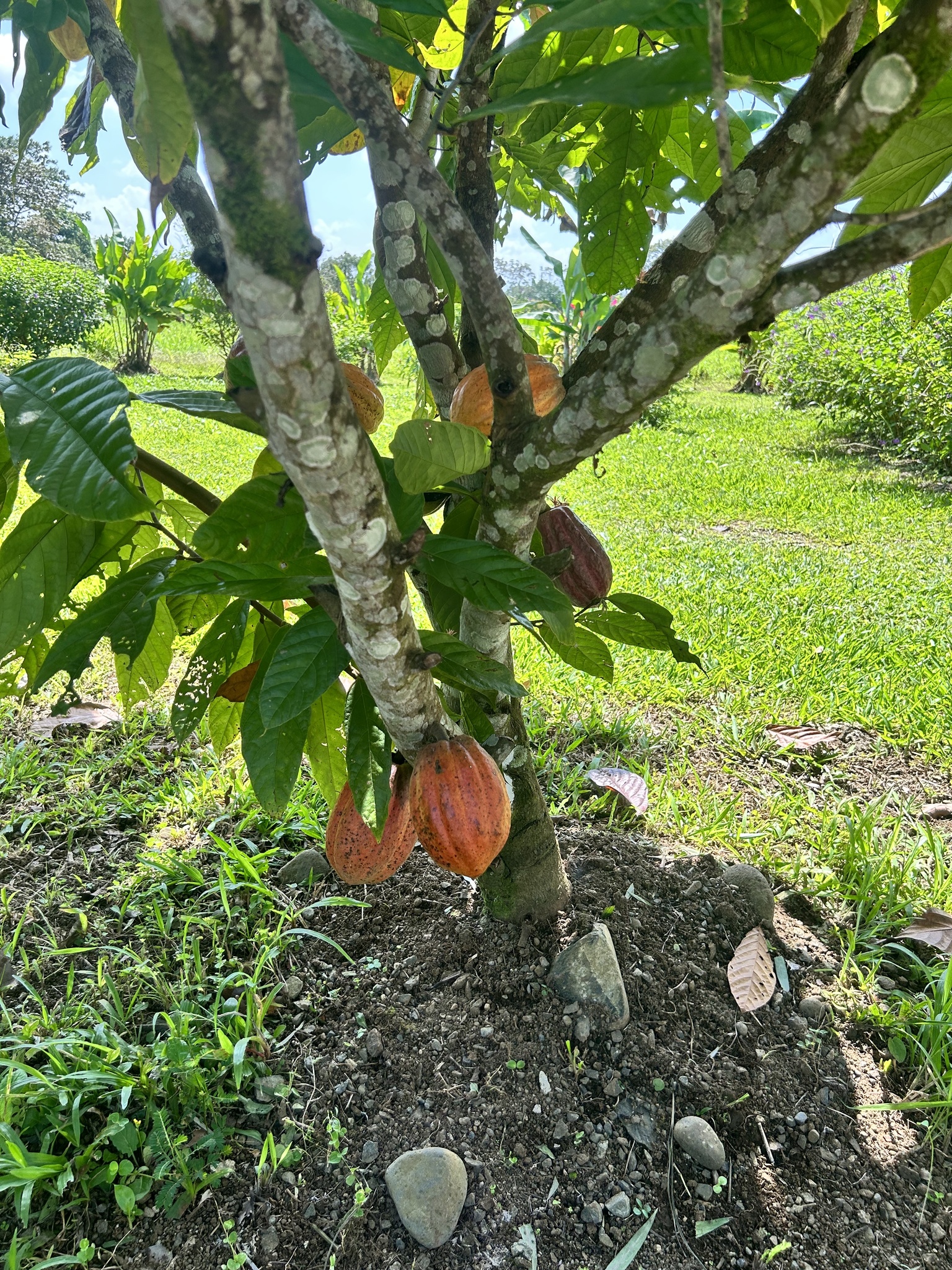 A kakaó útja National Geographic