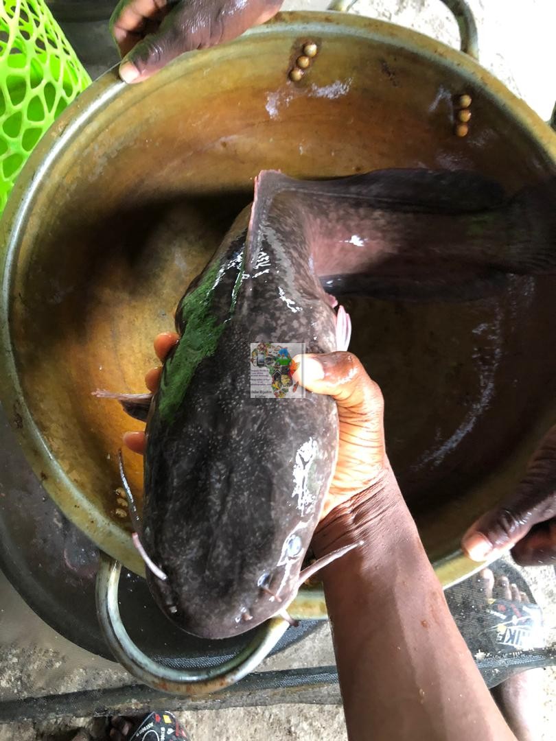 Table Size Catfish For Sale (11.5kg)