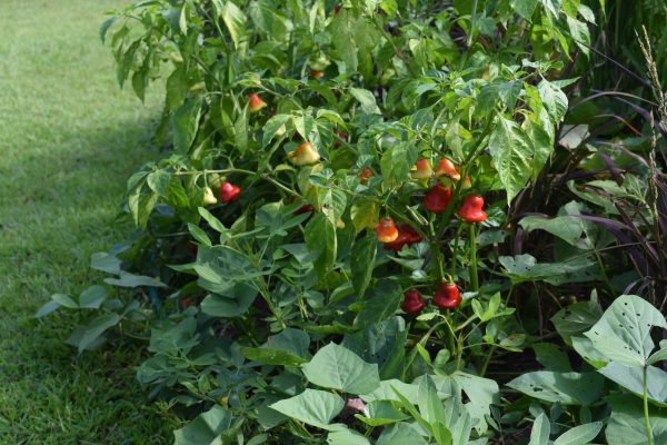 The Foodscape Revolution Just Plant the Edge! National Garden Bureau