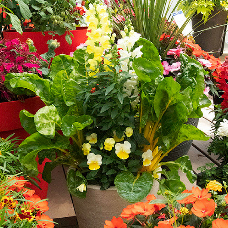 Bringing vegetables, herbs and flowers together in one container garden