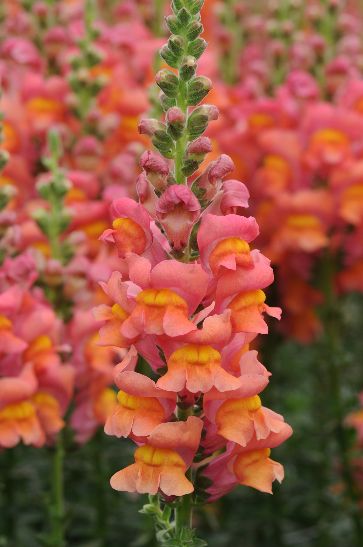 Snapdragon Pictures National Garden Bureau yearofthesnapdragon