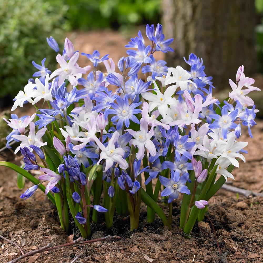 Fallplanted bulbs lead to a colorful spring Plant Something Oregon