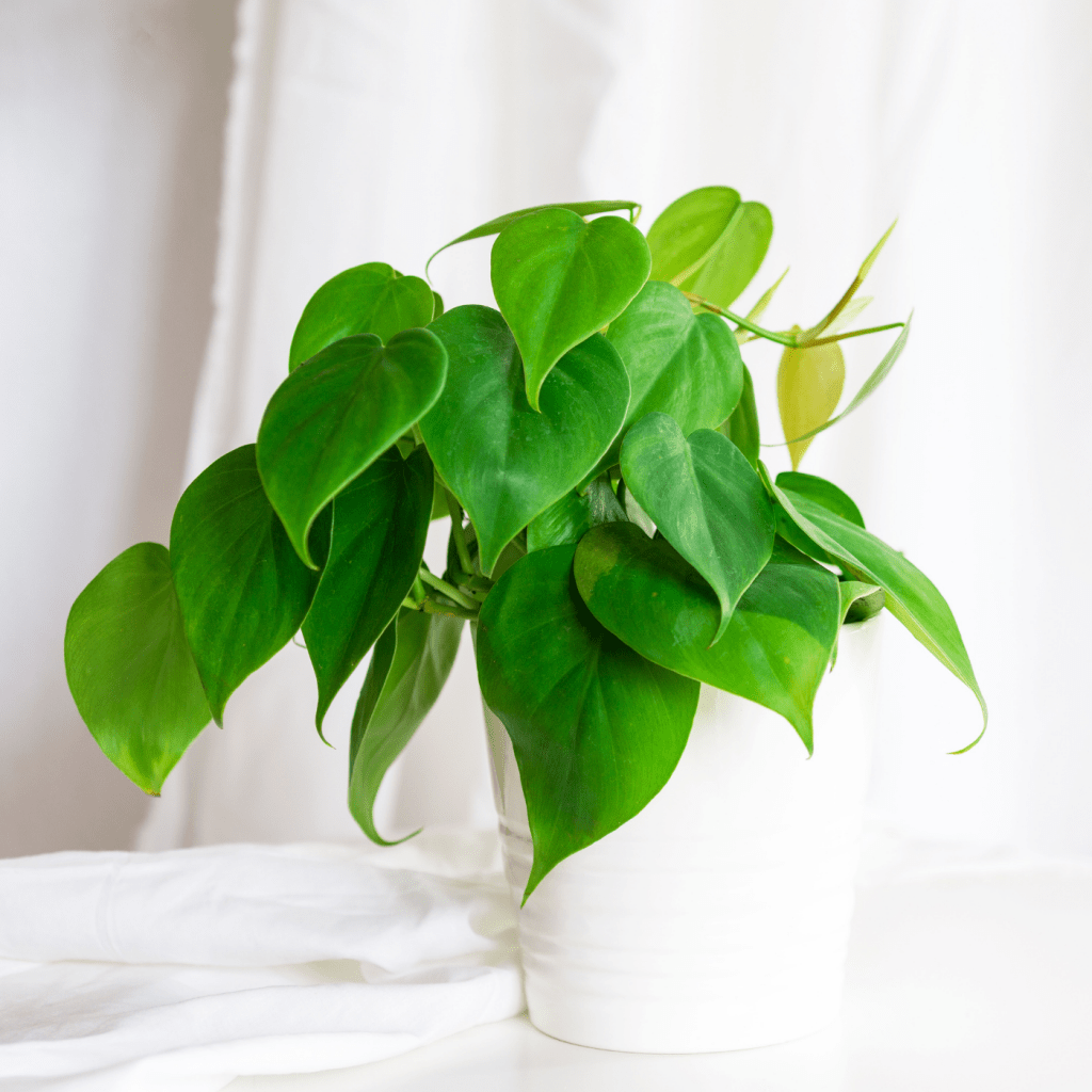 5 HeartShaped Houseplants National Garden Bureau Indoor Plants