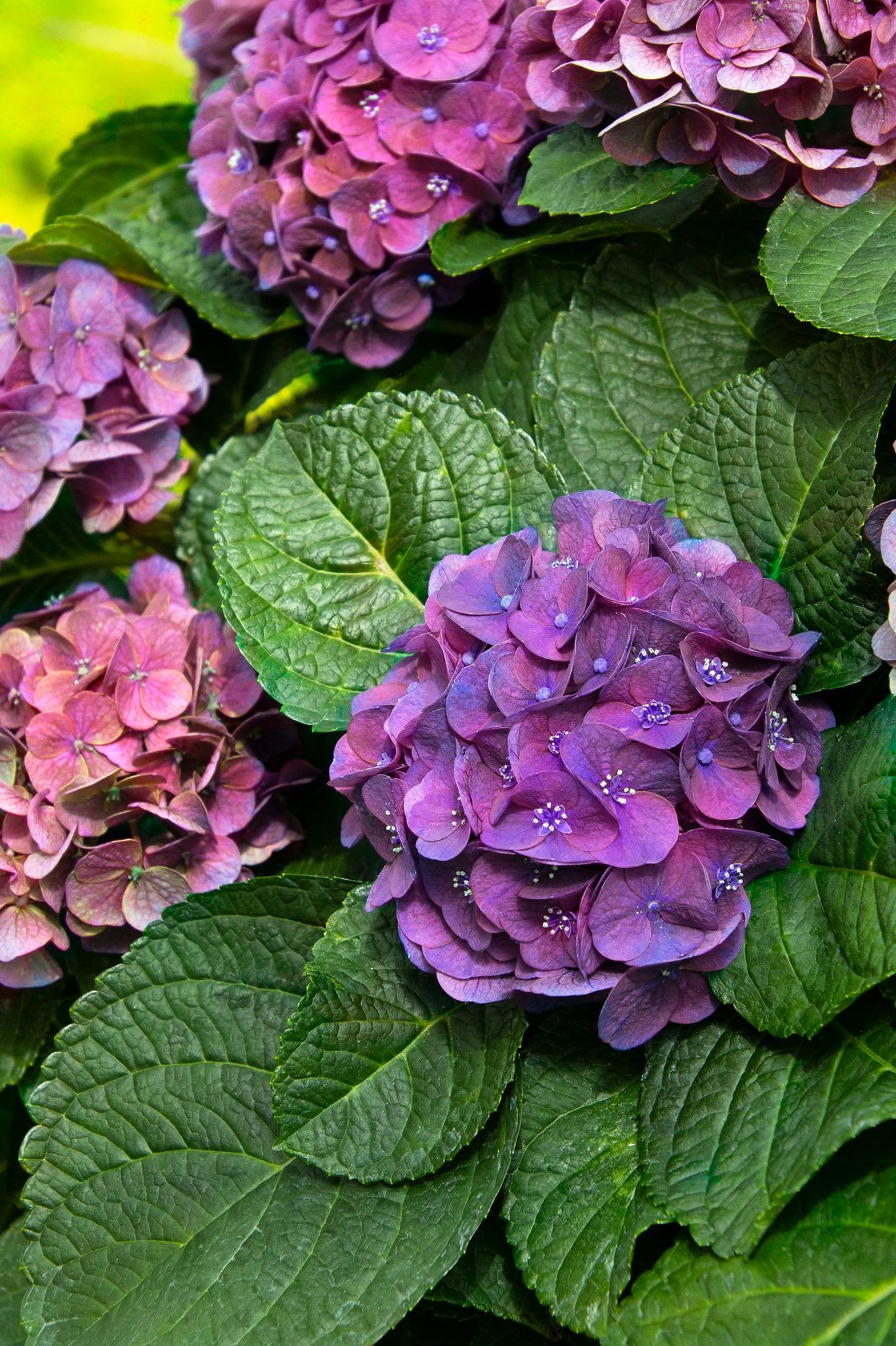Year of the Hydrangea National Garden Bureau 4 different flower types