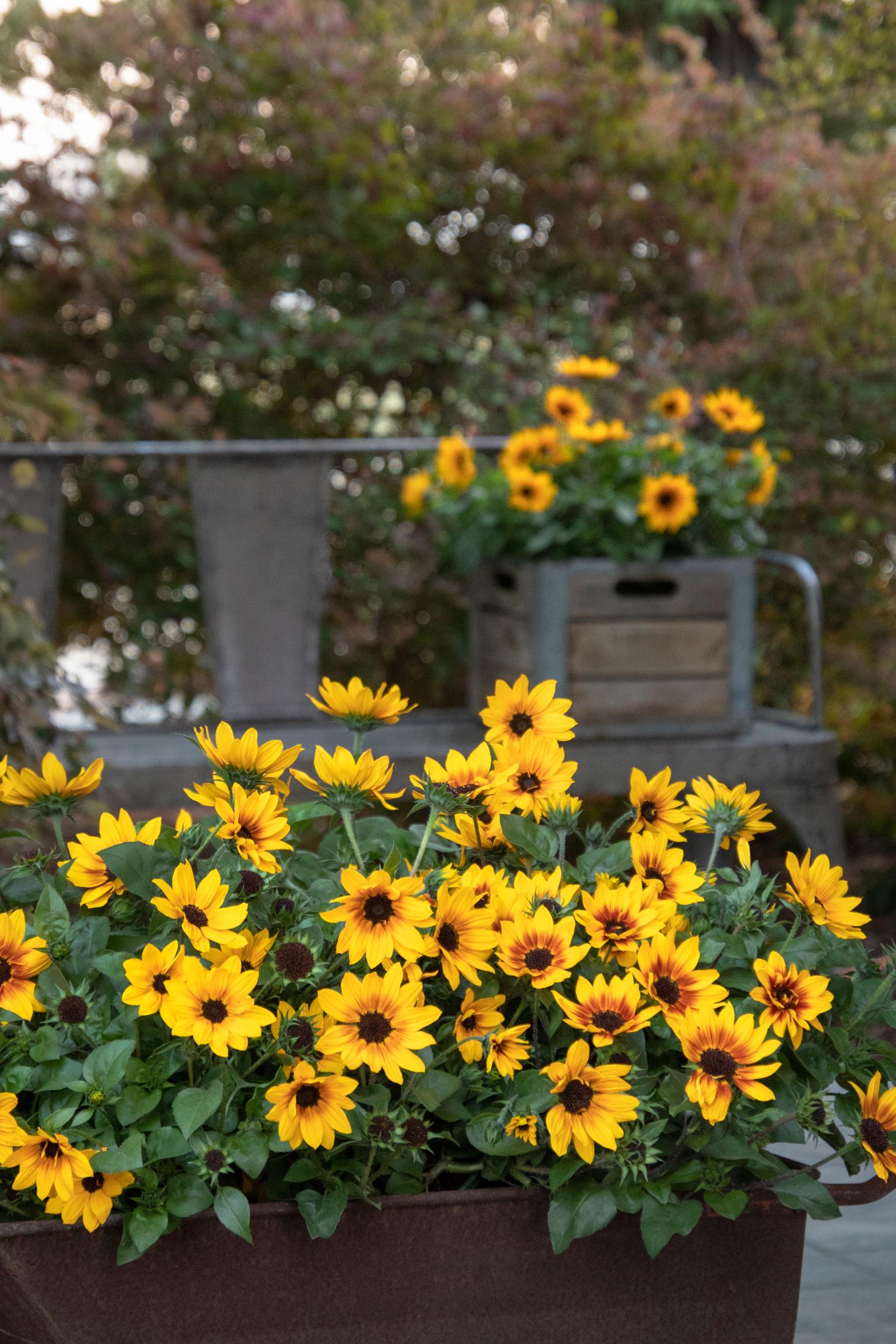 Quick and Easy Summer Sun Containers, 123! Plant Something Oregon