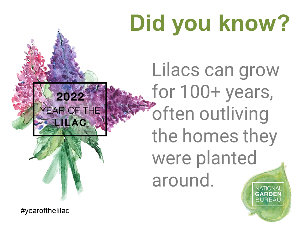 Lilac planting and care pro tips Full Features Landscape & Garden Center