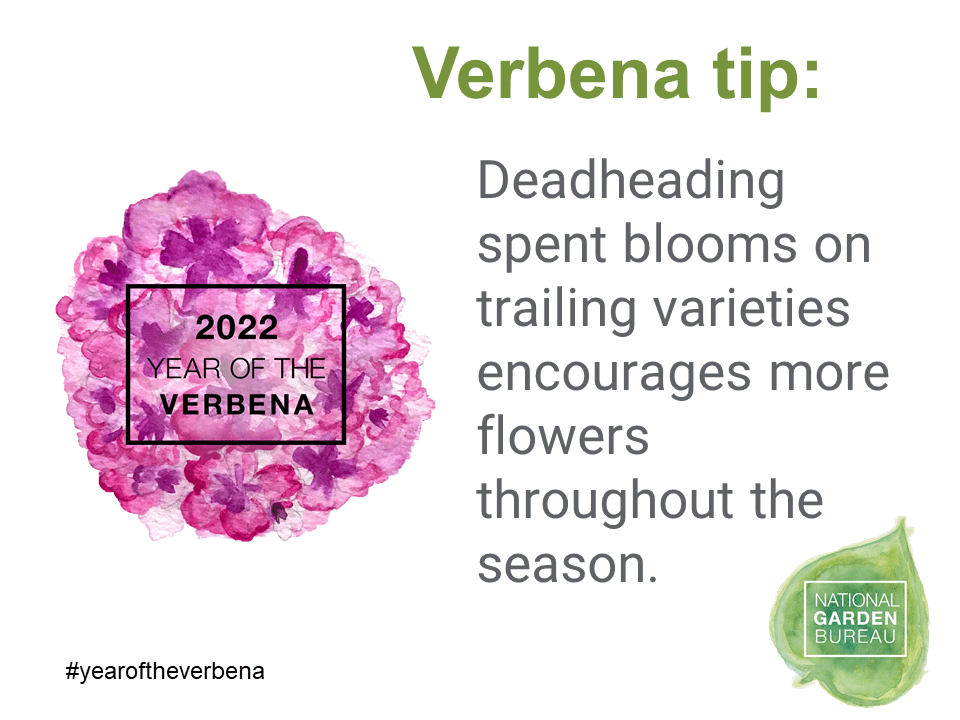 Year of the Verbena National Garden Bureau Garden Plant Care