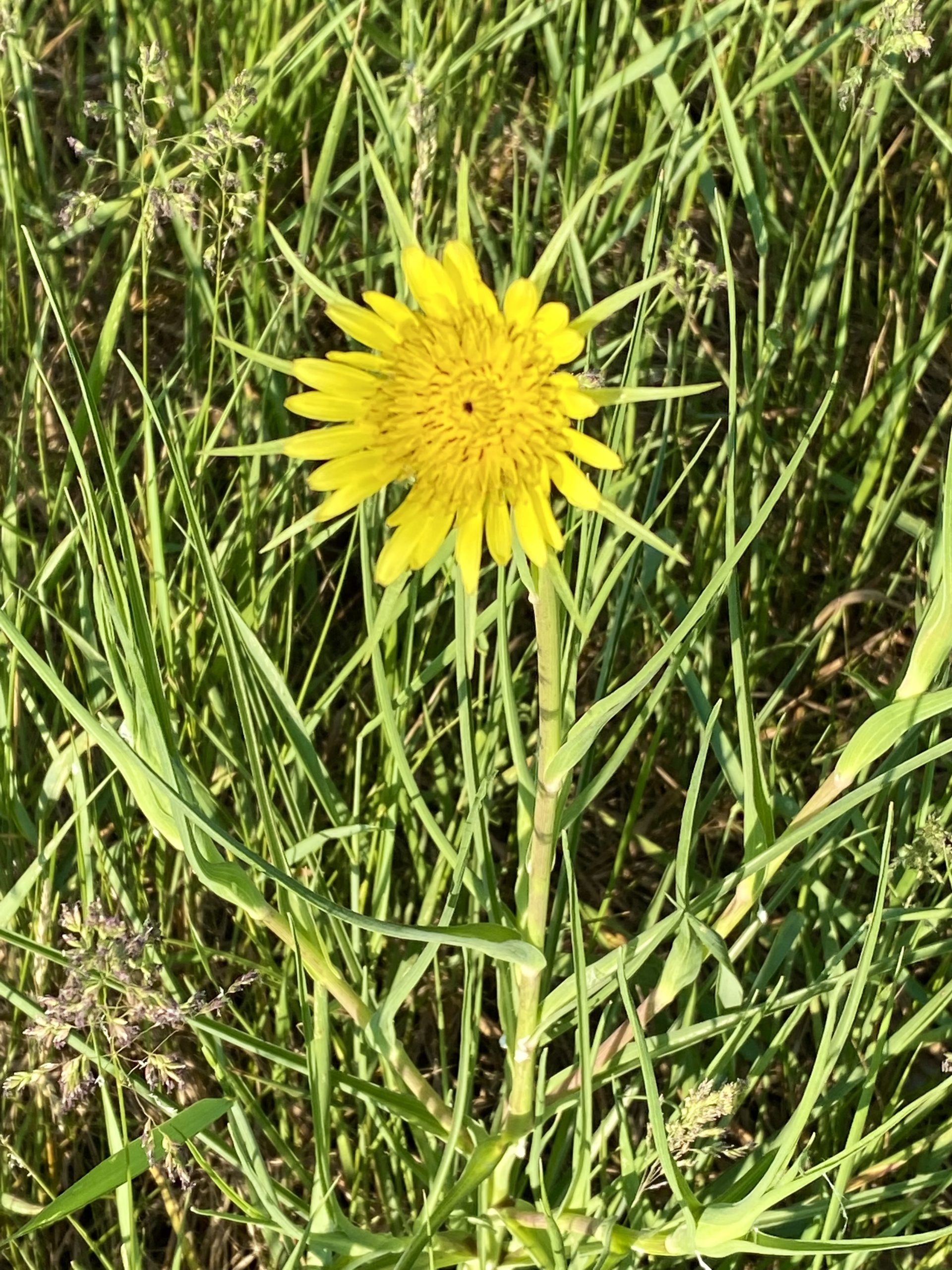 Those Intriguing Animal Plant Names National Garden Bureau Garden