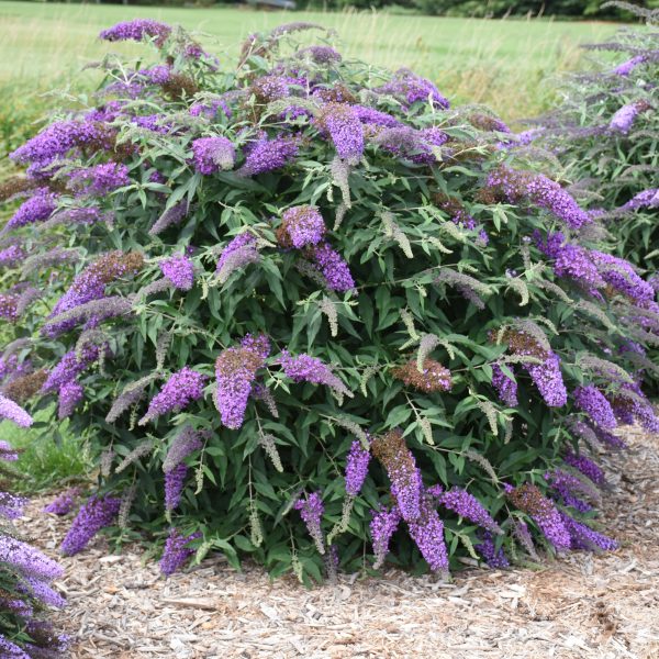 MultiSeason Hummingbird Haven National Garden Bureau